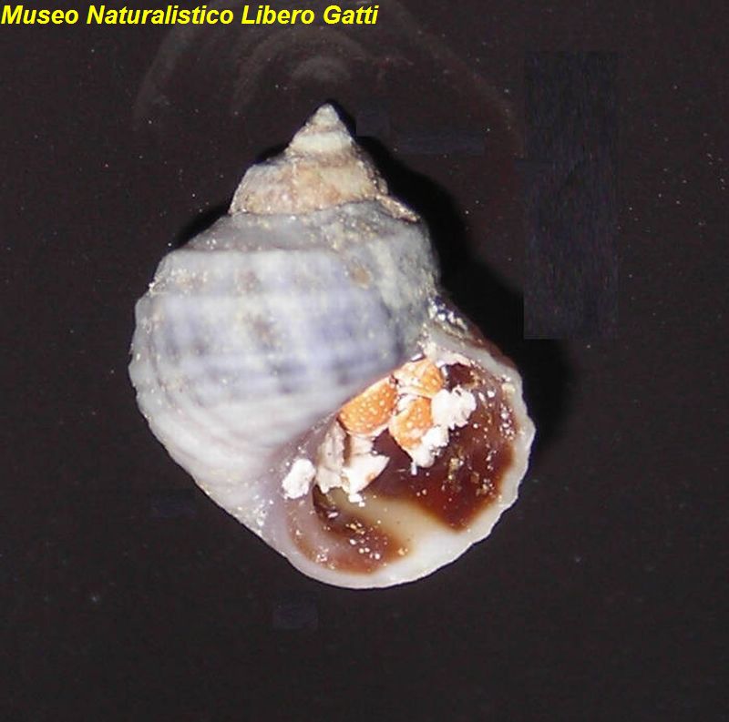 no photo for this shell